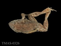 藏品(澤蛙)的圖片